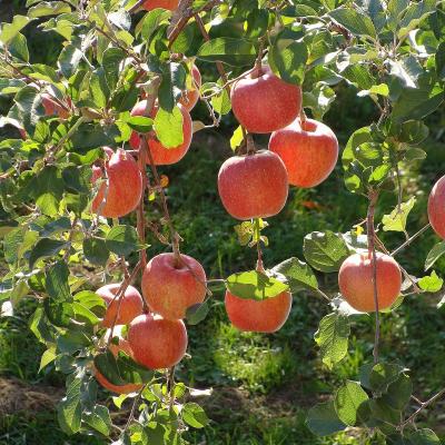 Fuji Apple (500-550g)