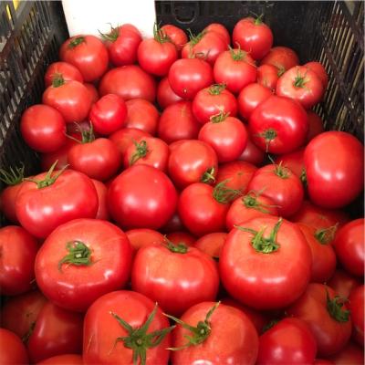 Tomato (500g)